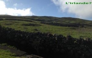 2014-01-08 15h09 paysage irlandais muretins vaches vers Jinama El Hierro Canaries