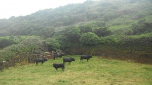 2014-06-14 16h56 taureaux de Terceira Açores