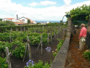 2014-06-14 14h19 muséee du vin Biscoitos côte Nord Terceira Açores (3)
