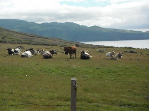 2014-05-04 11h38 champs açoriens aux vues superbes pour les vaches balade Santa Maria Açores