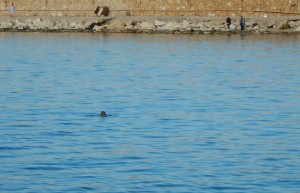 2016-04-28 8h22 tortue port de Kyparissia côte Est Peloponnèse