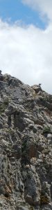 2016-05-17 12h52 chèvre montagne Crète